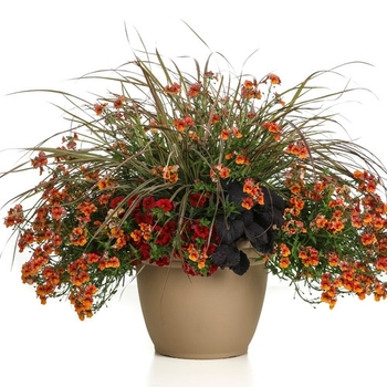 Combination Planter 'Beach Blaze'