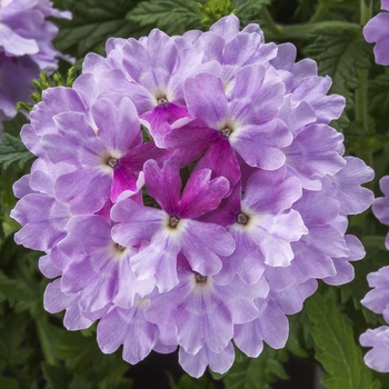 Verbena Lanai® Upright Twister™ Watercolor