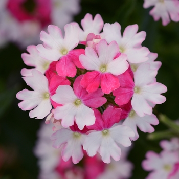 Verbena BeBop™ Pink