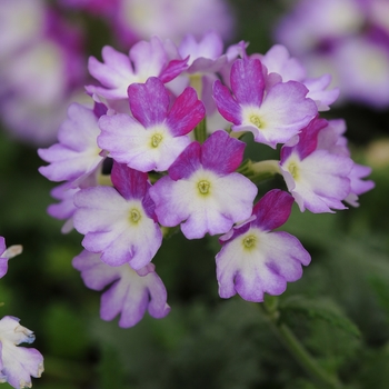 Verbena 'Lavender' 