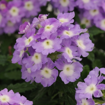 Verbena 'Lavender+Eye' 