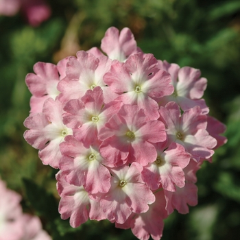 Verbena 'Light Pink+Eye' 