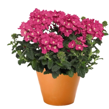 Verbena 'Empress Flair Pink Charme' 