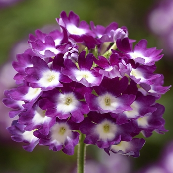 Verbena Lanai® 'Cyclops Purple'