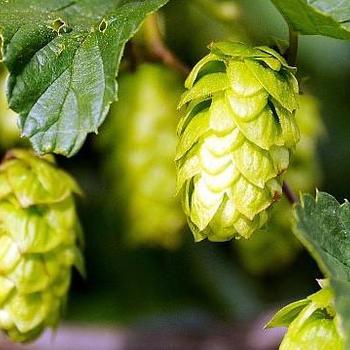 Humulus lupulus 'Sorachi Ace' 