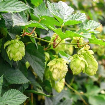 Humulus lupulus 'Crystal' 