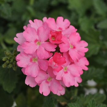 Verbena 'Pink' 