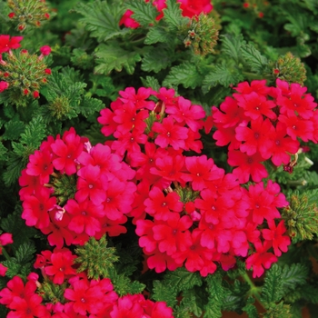 Verbena 'Hot Rose' 