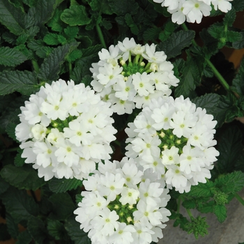 Verbena 'White' 