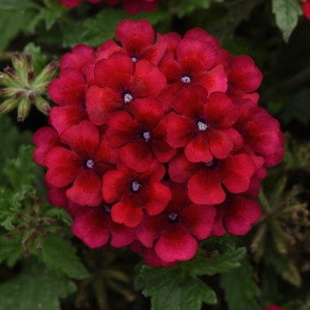 Verbena Lascar™ 'Vampire'