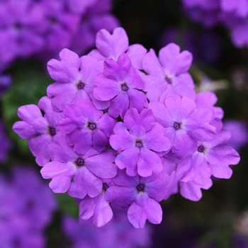 Verbena peruviana 'Grape' Balfireape PPAF