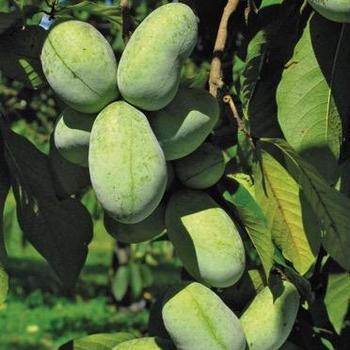 Asimina triloba 'KSU-Atwood' 