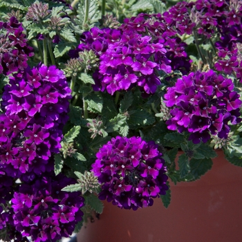 Verbena Lascar™ 'Black Velvet'