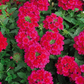 Verbena 'Burgundy' 