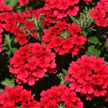 Verbena 'Dark Red' 