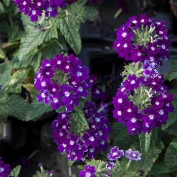 Verbena 'Dark Violet' 