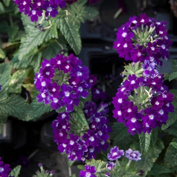 Verbena Lascar™ 'Dark Violet'