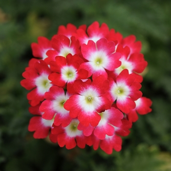 Verbena 'Red Rose' 