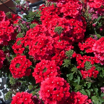 Verbena 'Red' 