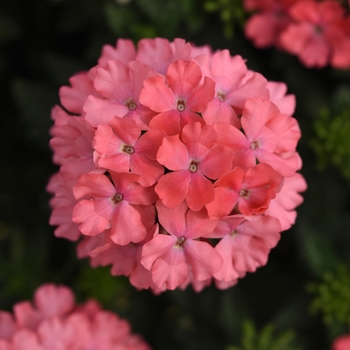 Verbena 'Salmon' 