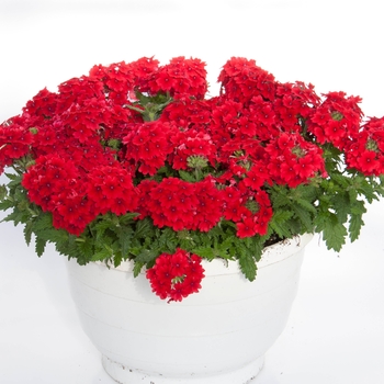 Verbena Pops™ 'Dark Red'