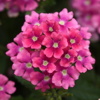 Verbena 'Pink Improved' 