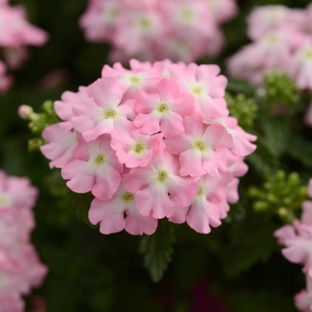 Verbena 'Pink+Eye' 