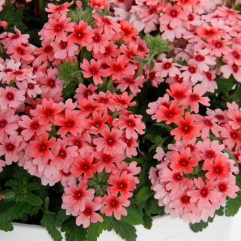 Verbena Pops™ 'Salmon+Red Eye'