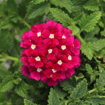 Verbena peruviana Firehouse™ 'Burgundy Improved'