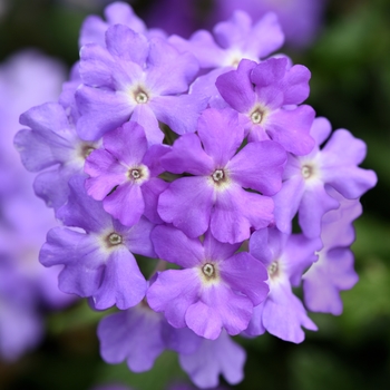 Verbena peruviana 'Lavender' 