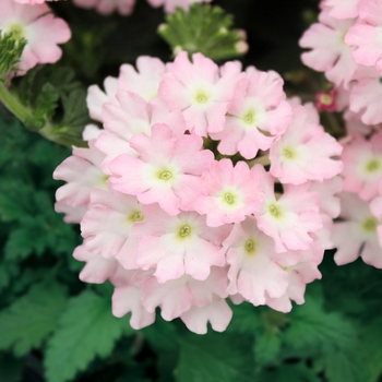 Verbena peruviana