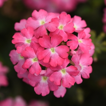 Verbena peruviana Firehouse™ 'Pink Improved'