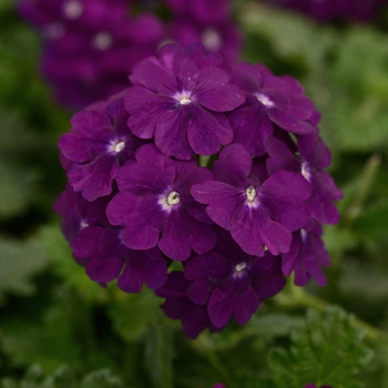 Verbena peruviana 'Purple' 