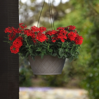 Verbena peruviana Firehouse™ 'Red Improved'