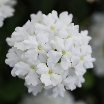 Verbena peruviana Firehouse™ 'White Improved'