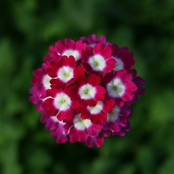 Verbena peruviana 'Burgundy Wink' 