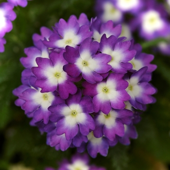 Verbena peruviana 'Wink Violet'