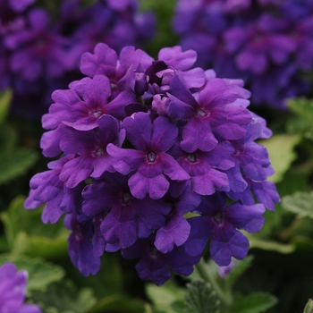 Verbena peruviana EnduraScape™ 'Dark Purple'