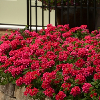 Verbena peruviana EnduraScape™ Hot Pink