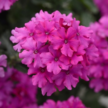 Verbena peruviana Aztec Magic™ 'Magenta'