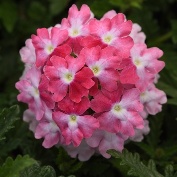 Verbena peruviana EnduraScape™ 'Pink Fizz'