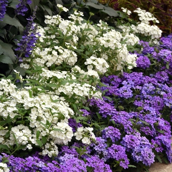 Verbena peruviana EnduraScape™ White