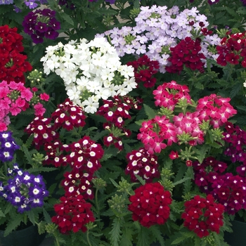 Verbena 'Mix Improved' 