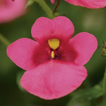 Diascia barberae 'Rose' 