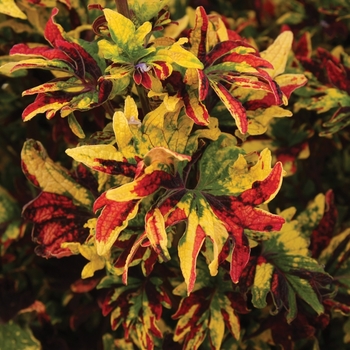 Coleus scutellarioides 'Twist and Twirl™'