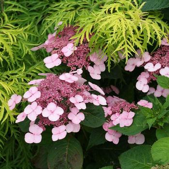 Hydrangea serrata 'Twirligig™' Shojo