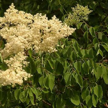 Syringa pekinensis 'WFH2' 