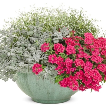 Combination Planter 'Venice Lace' 