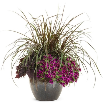 Combination Planter 'Westchester'