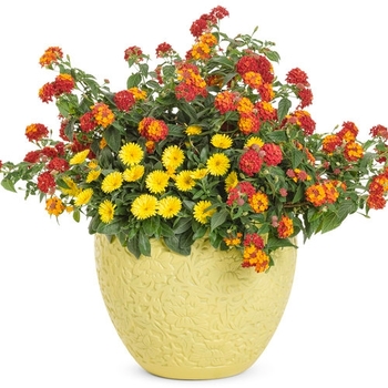 Combination Planter 'Palazzo'